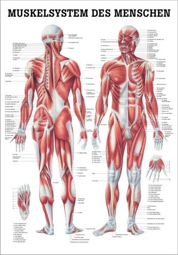 Anatomische Lehrtafel: Muskelsystem des Menschen
