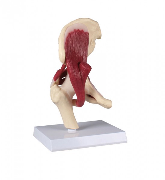 Hüftgelenk Muskulatur Modell Anatomie