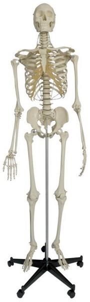 Spezial-Skelett für besondere Beanspruchung