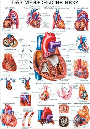 Anatomische Lehrtafel: Das menschliche Herz