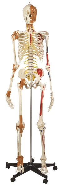 Flexibles Skelett A206.3 Best of Ruediger Skelett Rüdiger Anatomie