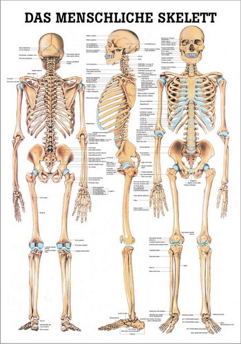 Lehrtafel Menschliches Skelett