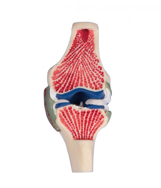 Gelenkschnitt Modell menschliches Knie
