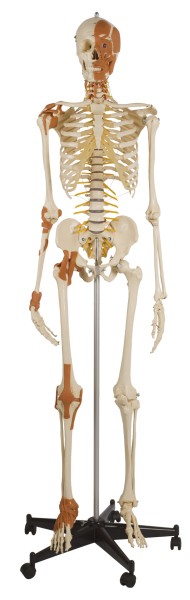 Flexibles Skelett A272.2 mit 6 Gelenkbändern, Gesichts-, Hals- u-. Nackenmuskeln Rüdiger Anatomie