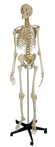 Rüdiger Homo-Skelett, flexibel A200.2 Rüdiger Anatomie