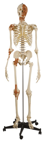 Rüdiger Skelett A271 mit 4 Gelenkbändern, Gesichts-, Hals- u-. Nackenmuskeln