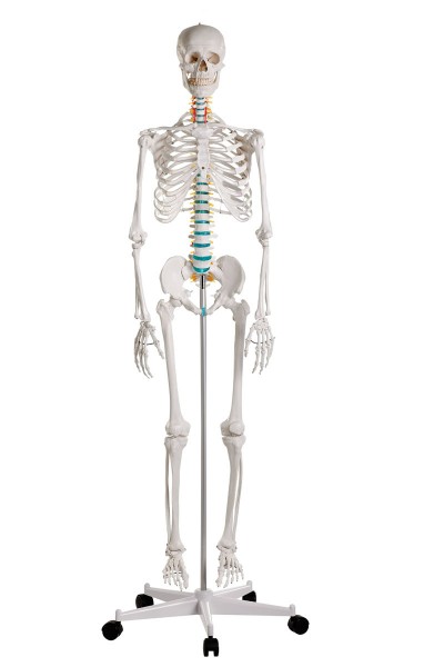 Skelett-Modell Oscar