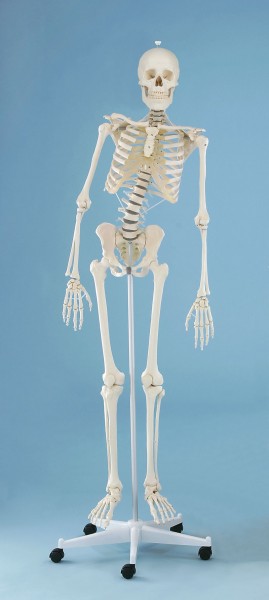 Skelettmodell Hugo mit beweglicher WBS