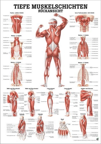 Anatomische Lehrtafel: Tiefe Muskelschichten