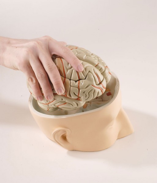 Modell Kopfbasis Gehirn zerlegbar Erler Zimmer