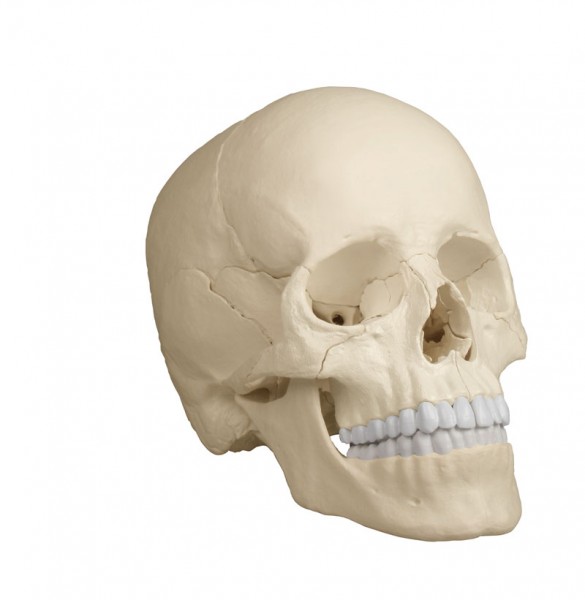 Osteopathie-Schädelmodell anatomisch